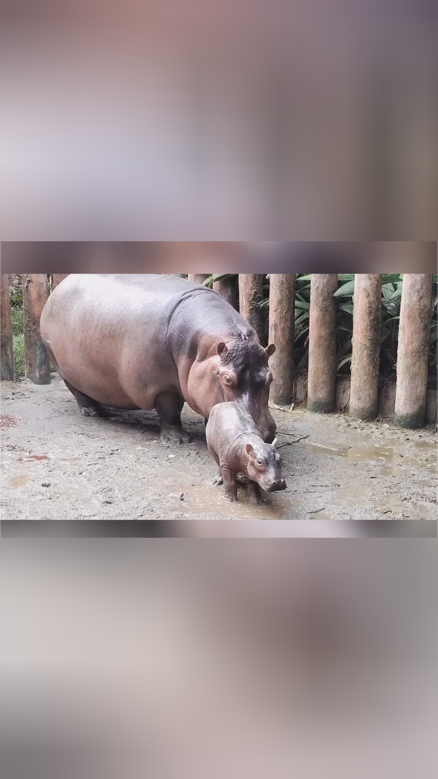 河马生宝宝图片