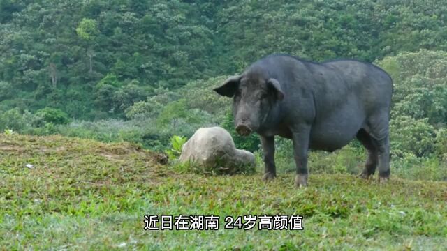 24岁高颜值女孩大学毕业养猪:学的兽医专业,年薪10万