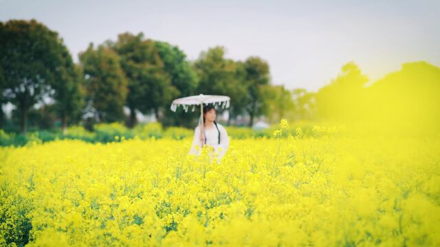 【头条】拍抖音,赢大奖!当枞阳油菜花遇上抖音大赛,好看又好玩~