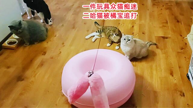 胖猫们轮番上场玩游戏,小橘猫看谁都不顺眼,追得二哈猫快崩溃了