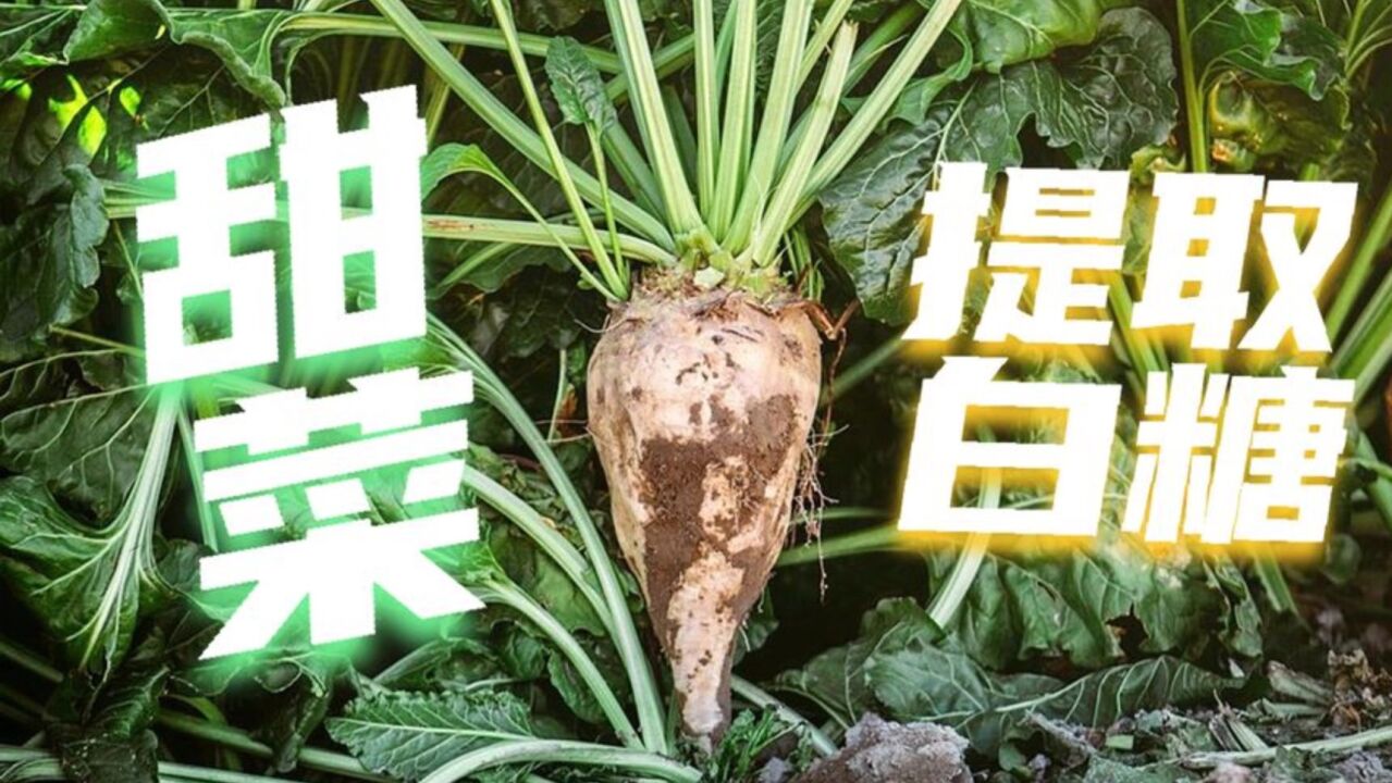 甜菜甘蔗是如何提取出白糖的?白糖,红糖等不同的糖有什么区别?