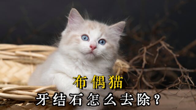 布偶猫牙结石怎么去除?学会这5个方法!