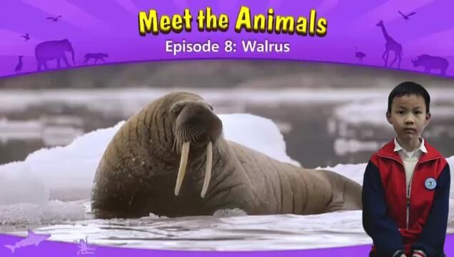 二年级的Harry 科普绘本系列:Walrus复述 词汇难度系数 你听懂了多少