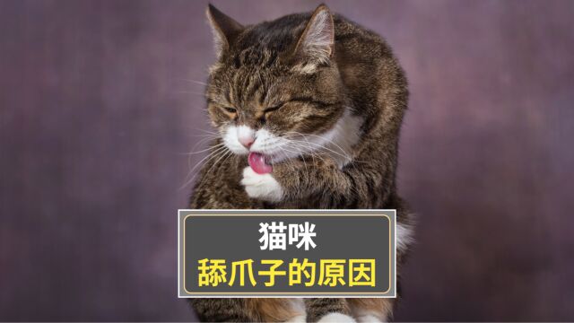 原来猫咪舔爪子,是想跟你说这8句话!