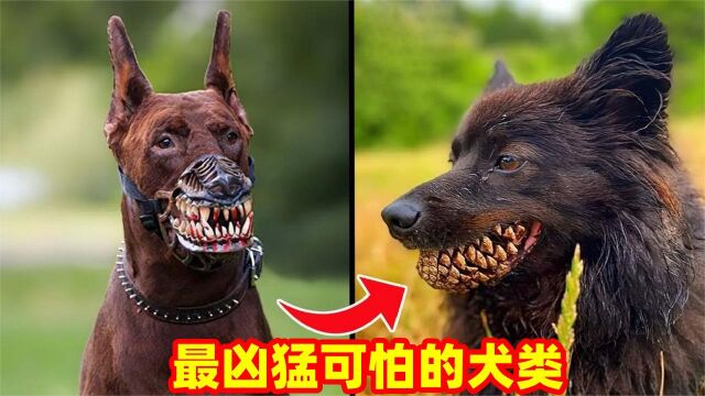 7种最可怕的猛犬,斗犬之王到底有多猛?