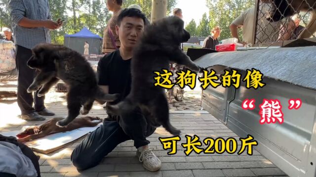 长的像“熊”一样的狗,可长200斤,这种狗你绝对没见过,太大了