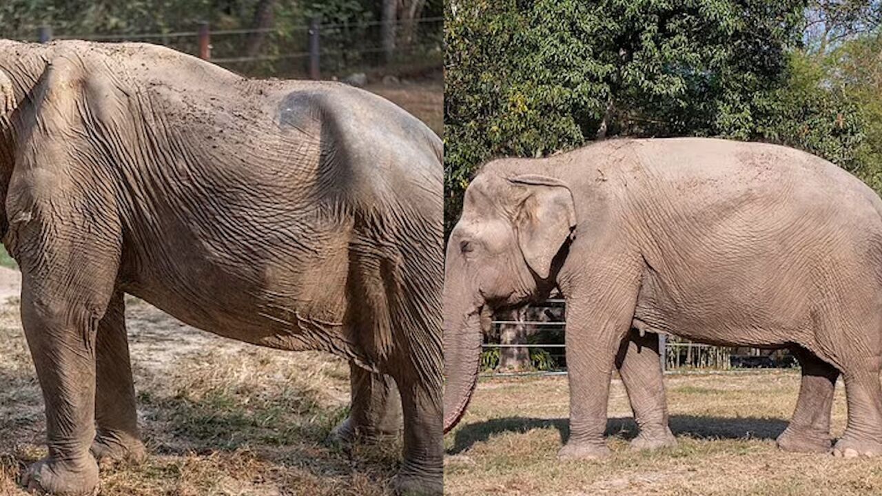 泰国大象现状图片