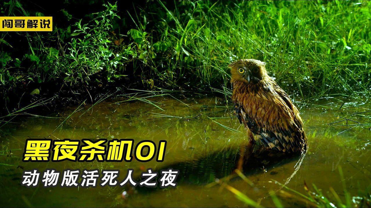 丛林捕食法则一环套一环,夜间捕食生物上演动物版活死人之夜_高清1080P在线观看平台_腾讯视频