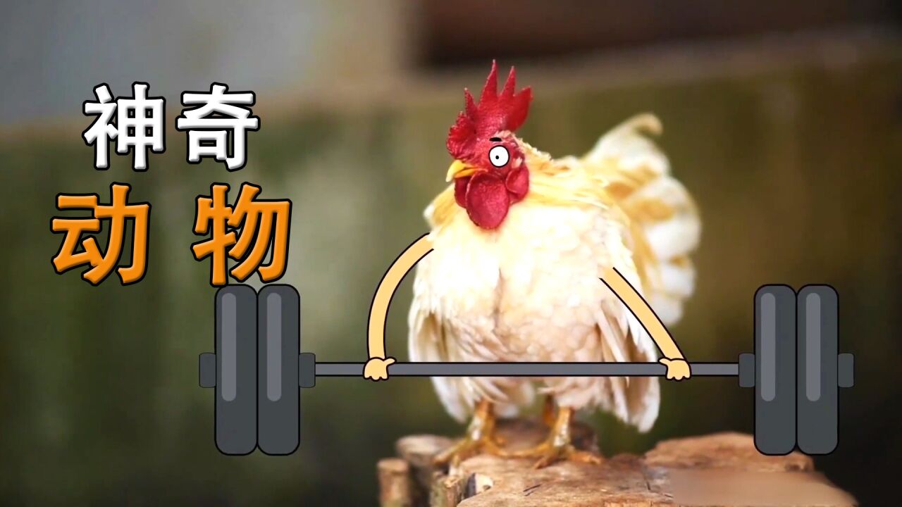 公鸡爱健身撸铁,鸽子爱到处旅游,当然还有爱玩游戏《神奇动物》