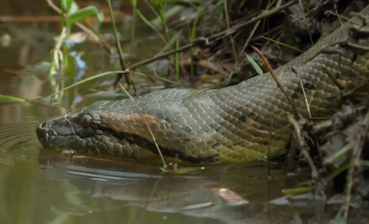 森蚺是世界上最大的蛇,被封上"食人魔"的标签,顶级掠食者