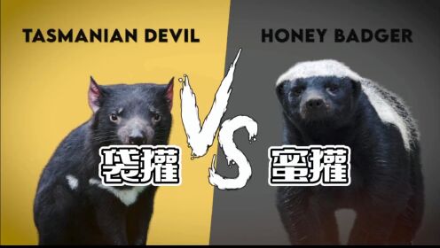 别看袋獾长的呆萌，它可是澳大利亚凶猛的猎食者_高清1080P在线观看平台_腾讯视频
