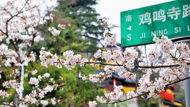 南京鸡鸣寺又火了!记住,古迹比樱花更好看!