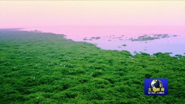 金海湾红树林生态旅游区管理有限公司经营部讲解服务队获评“全国五一巾帼标兵岗”