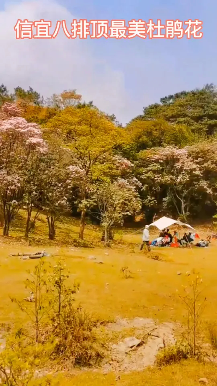 又到山花烂漫时,满树杜鹃惹人醉,三月阳春约上爰人游信宜思贺八排顶