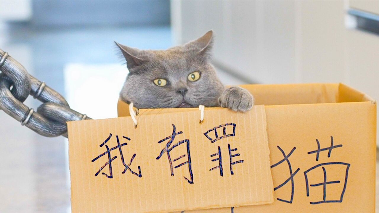 小奶猫的成长日记_收拾乱尿沙发的坏猫，我是专业的_高清1080P在线观看平台_腾讯视频