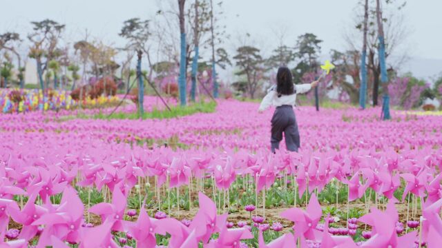 国际郁金香花海