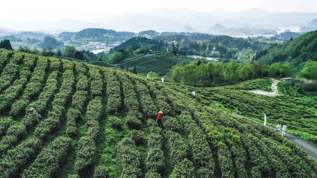 明前新茶 青翠飘香