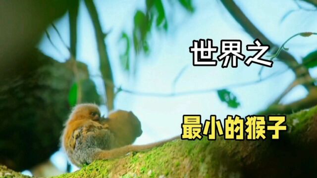 008世界之:最小的猴子侏儒狨猴