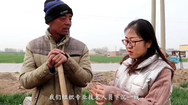 山东茌平:田间“把脉”助春管