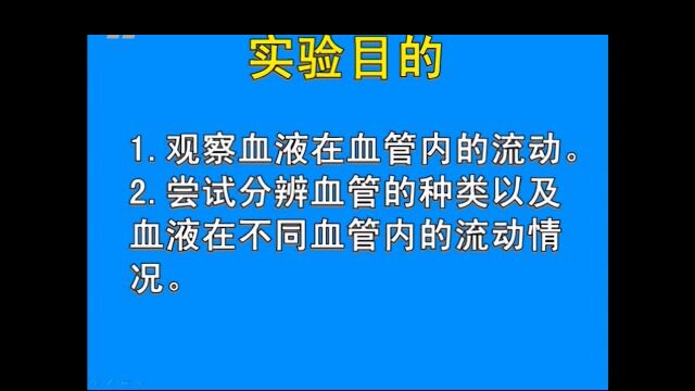 观察小鱼血管