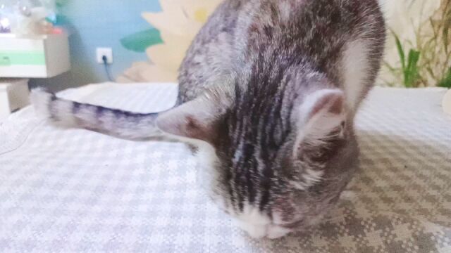 贪吃小猫咪