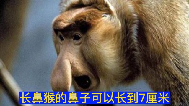 公长鼻猴和母长鼻猴是怎么交配繁殖的?看完你就知道了