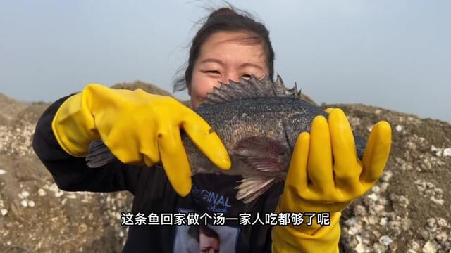 礁石区大货频繁出动,牛牛来赶海收获多多,直呼拿不动#赶海 #海鲜 #春日耕新