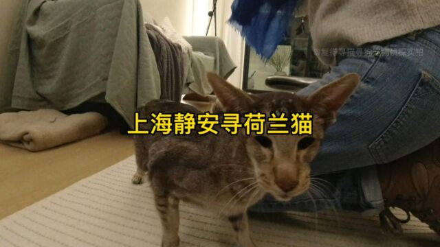 上海静安寻荷兰猫