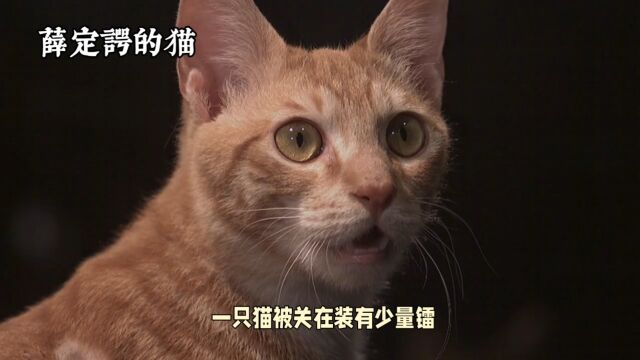 薛定谔的猫:揭秘量子叠加与测量之谜