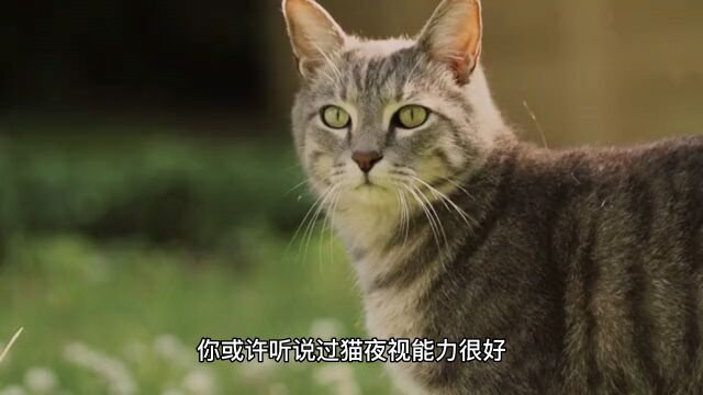 冷知识:猫咪的视力有多好你知道吗?