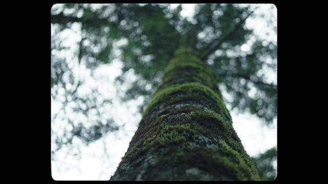 是野人传说的秘境,也是万千旅人追寻的未知神秘,探秋必去神农架.#知秋向山行 #是谁发现了秋天的美景