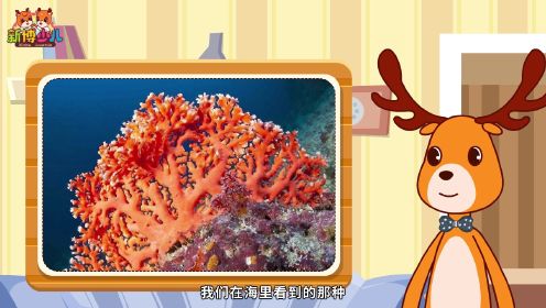 第02集  珊瑚礁：我是动物还是植物？