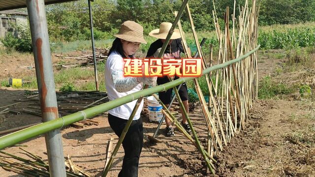 打造农家小院,为了更有美感,大家齐心协力做竹篱笆栅栏