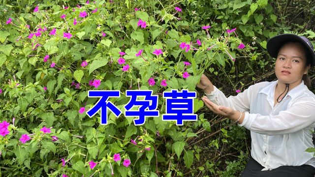 农村常见的植物,没想到用途这么强大,老几辈人称它是“不孕草”