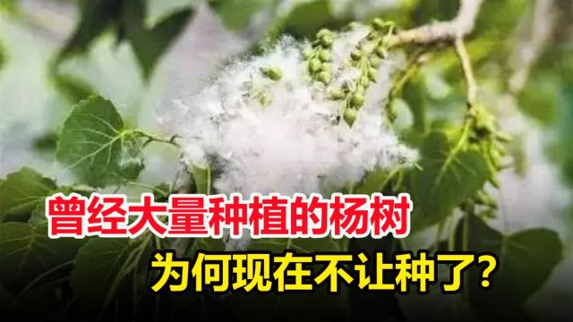 杨树的危害到底有多严重?曾经疯狂引进栽种,为何如今不让种了?