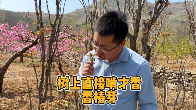 树上直接啃的香椿芽