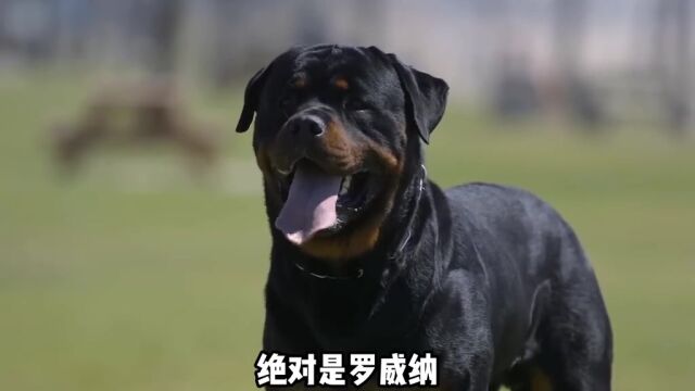 罗威纳确实是非常好的护卫犬,不信你看看放黑豹,但新手真的很难控制