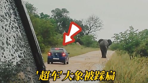 大象暴怒踩扁小轿车，坐山雕撞上降落伞，动物也疯狂，警示纪录片