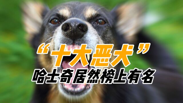 盘点攻击力彪悍的10大恶犬,哈士奇居然榜上有名,遇见最好绕道走