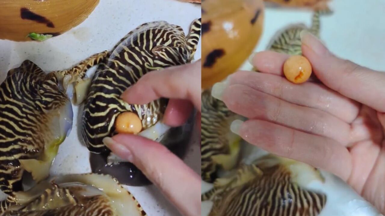 真是太幸运了!女子买3个椰子螺开出颗美乐珠:珠宝行给价10万元