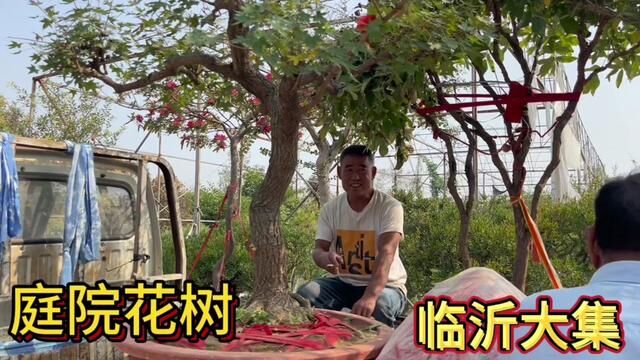 实拍:临沂盆景大集,各种“奇花异草”,都是农户家挖的真便宜!#现场实拍 #百年老树 #别墅庭院植物