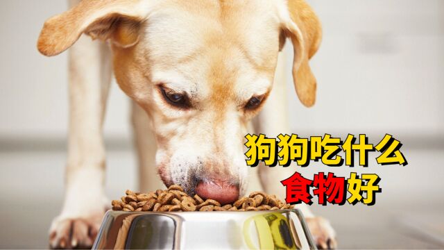 狗狗适合吃什么食物?这几种,对它身体好!