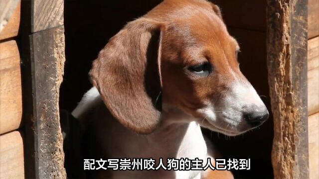 罗威纳犬舍遭网暴,造谣事件已报警,罗威纳被多座城市列为禁养犬