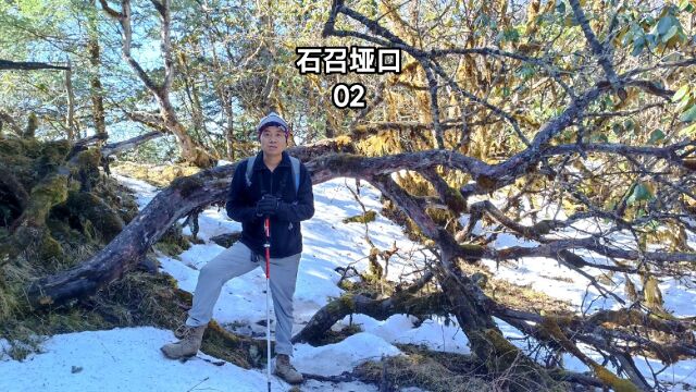 汶川卧龙石召垭口2,穿越草原与原始森林,杜鹃林里的雪景太美了