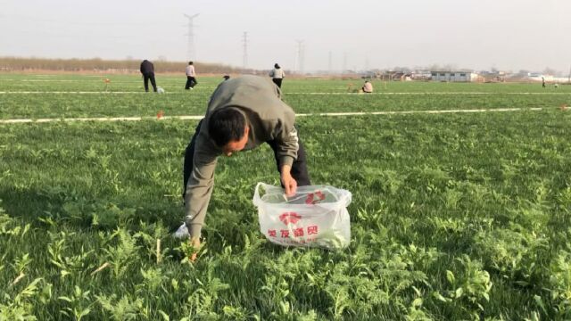 这么大的荠菜你见过吗?满地都是,采摘起来太过瘾了