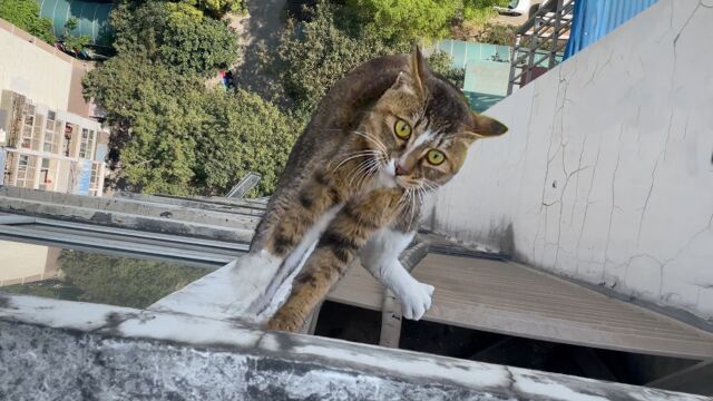 超凶雀猫被困18楼空调外机,救上来居然有主人电话号码??