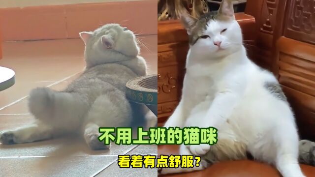 不用上班的猫咪,看着有点舒服?