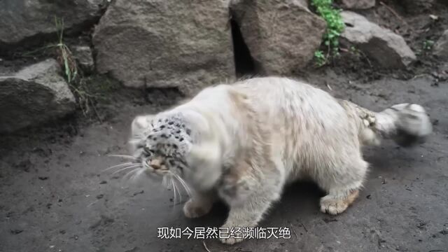 全球最不好惹的“猫”,500万年没人敢养,如今居然已经濒危