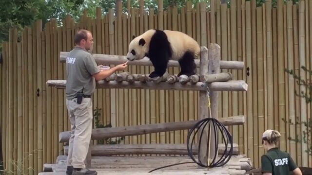 熊猫是中国的国宝,是十足的中国代表吉祥物