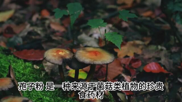 孢子粉的功效与作用,灵芝孢子粉的神奇妙用